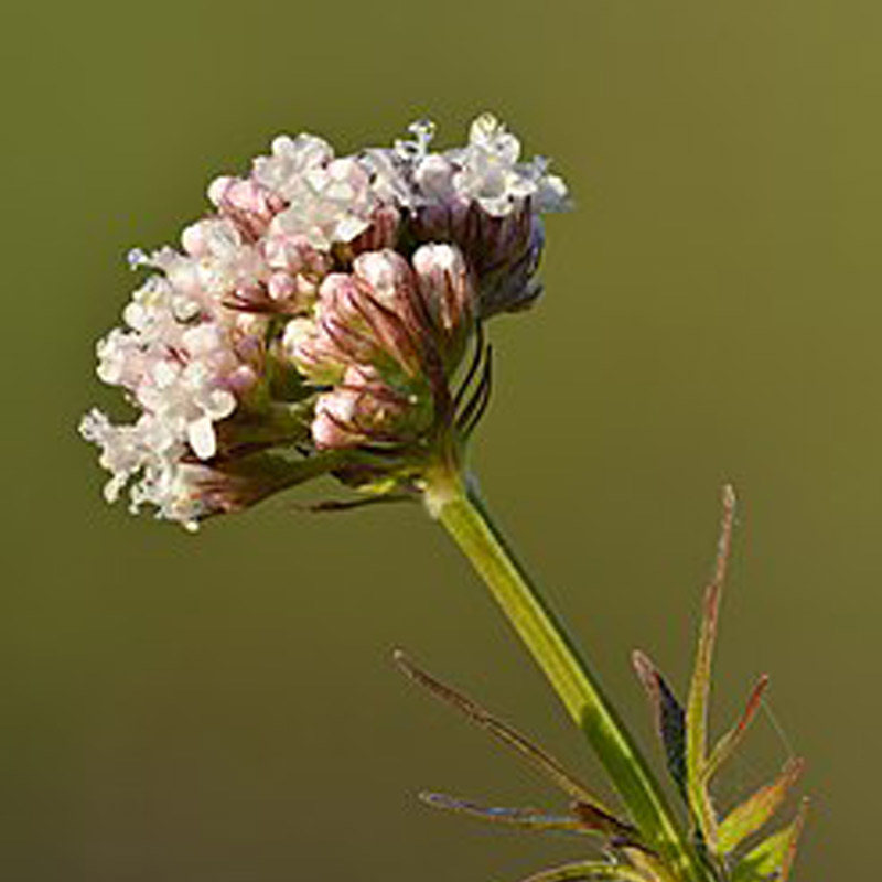 Valarian Essential Oil