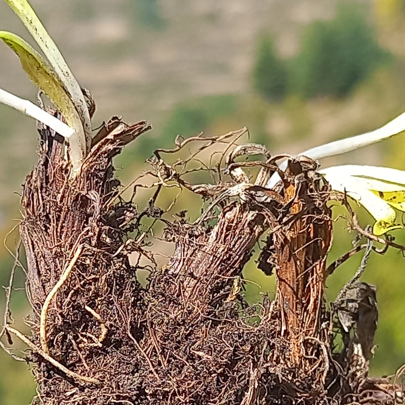 Spikenard Essential Oil (Jatamansi)